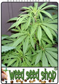 Semillas del Hindu Kush cannabis