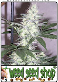 Semillas del K2 cannabis